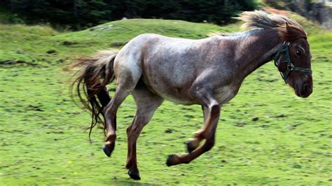 The little pony that built Newfoundland - BBC Travel