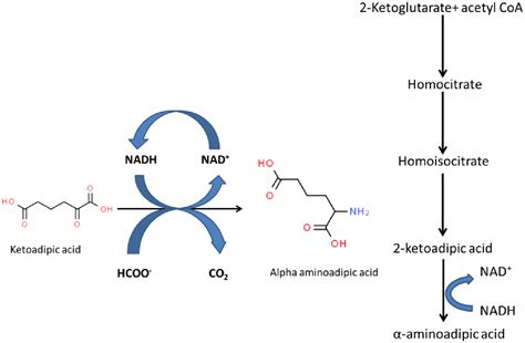 Engineering of phenylalanine dehydrogenase from Thermoactinomyces ...