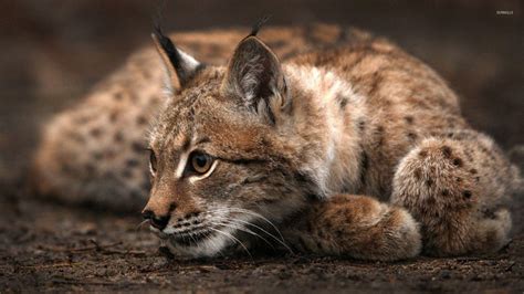 Lynxes Wallpapers - Wallpaper Cave