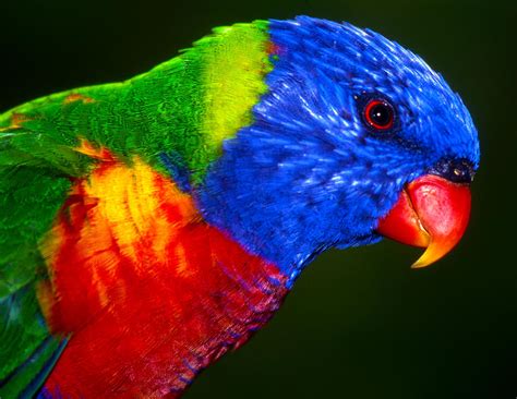 Rainbow Parakeet Photograph by Alan Emery - Pixels