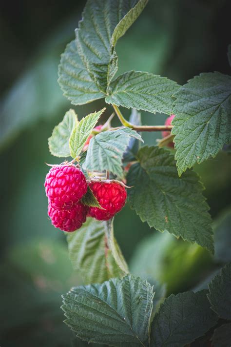 Red Raspberry Leaf- Benefits and Usages — Wild Earth Acupuncture - Portland, Oregon