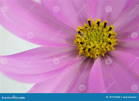 Extreme Close Up of a Colourful Flower Stamen and Stigma. Stock Photo - Image of annual, blue ...