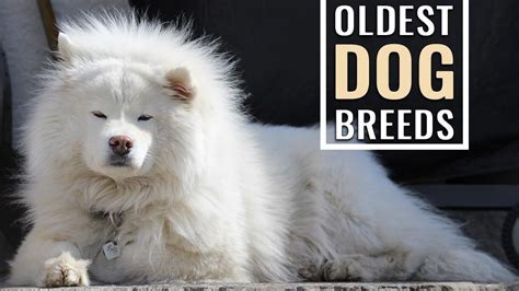 16 Oldest Dog Breeds In The World That Are Intelligent - Petmoo