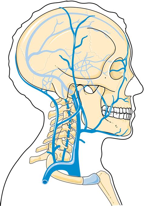 Servier - Drawing Veins of head and neck - no labels | AnatomyTOOL