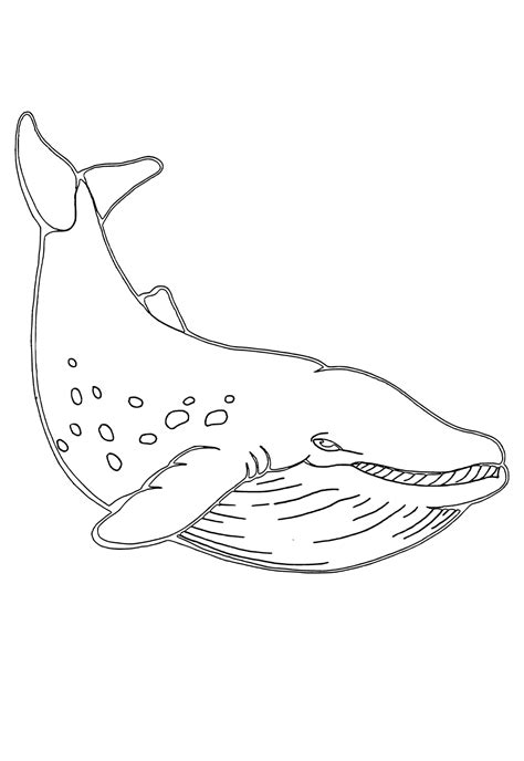 Free Printable Whale Real Coloring Page, Sheet and Picture for Adults and Kids (Girls and Boys ...