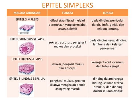 Macam Macam Jaringan Epitel Epitel Selapis Epitel Berlapis Biologi | Hot Sex Picture