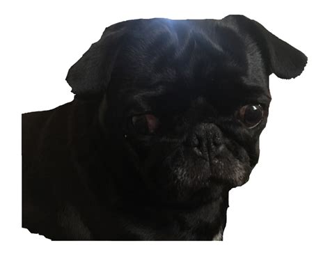 Pug PNG Transparent Images