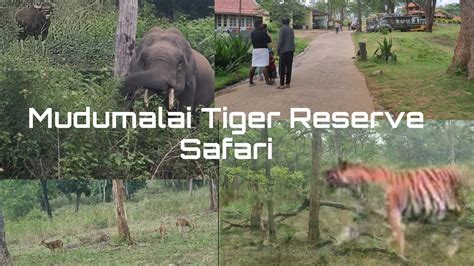 Mudumalai Tiger Reserve Safari| Mudumalai National Park - YouTube