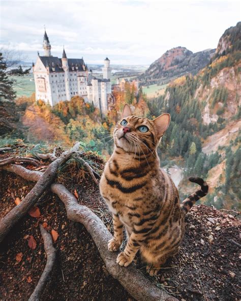 Cat at Neuschwanstein Castle, Germany : r/SupermodelCats