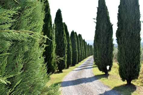 12 Different Types of Cypress Trees (With Pictures) | House Grail