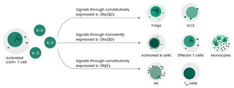 Interleukin-2 (IL-2): Why Does This Cytokine Have Immunostimulatory and ...