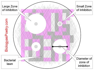 Zone of Inhibition - Biology As Poetry