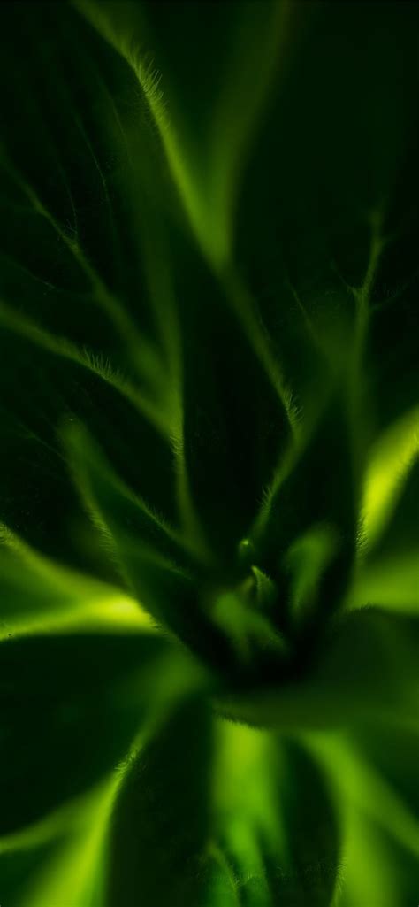 green plant iPhone 11 Wallpapers Free Download