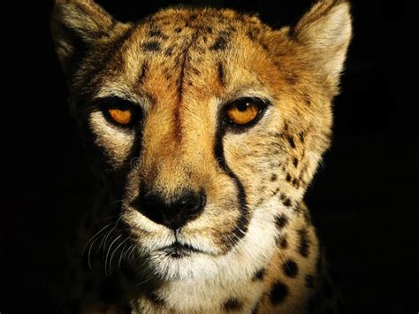 Cheetah Face stock photo. Image of animal, looking, mammal - 16053392