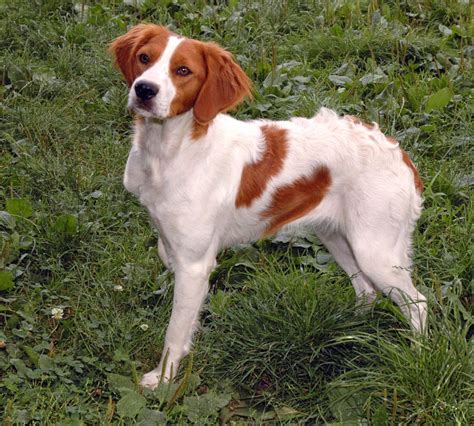 Dog Breeds: Spaniel Breton