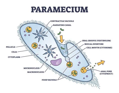 Paramecium Diagram Labeled