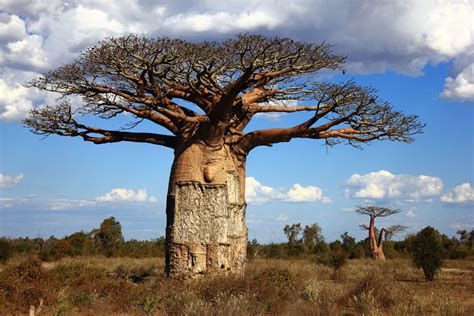 Huile de baobab est ses bienfaits | L6MAG