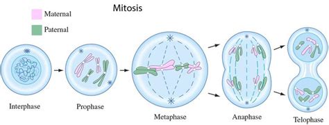 Mitosis Phases | Mitosis, Cell cycle, Biology