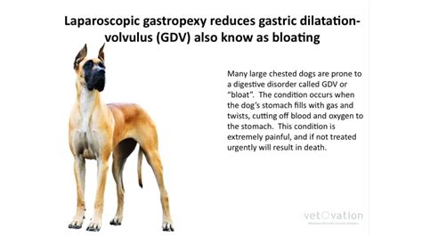 Laparoscopic Gastropexy for large breed dogs.mp4 on Vimeo