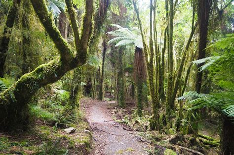 New Zealand Paparoa track: essential hiking tips for new trail – Lonely ...