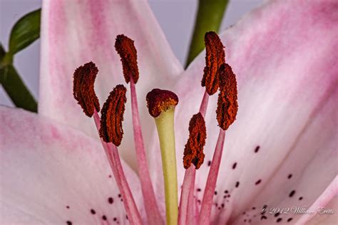 Macro of Pistil & Stamen of Lily Flower | Macro of Pistil & … | Flickr