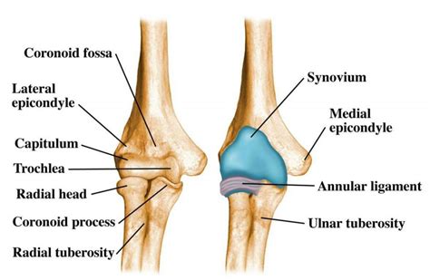 Elbow Joint: Anatomy, Movement & Muscle involvement » How To Relief