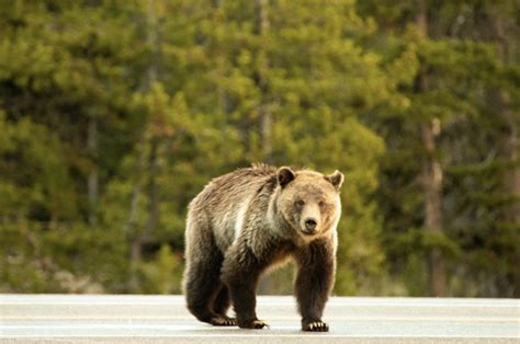 Conservation Successes: Grizzly Bear Edition — The Call to Conserve