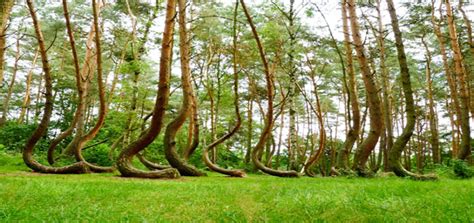 15 Weird Shaped Trees You Won't Believe Actually Exist | Pagista