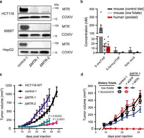 Crispr Cas9 Lenticrispr V2 Vector | Addgene inc | Bioz