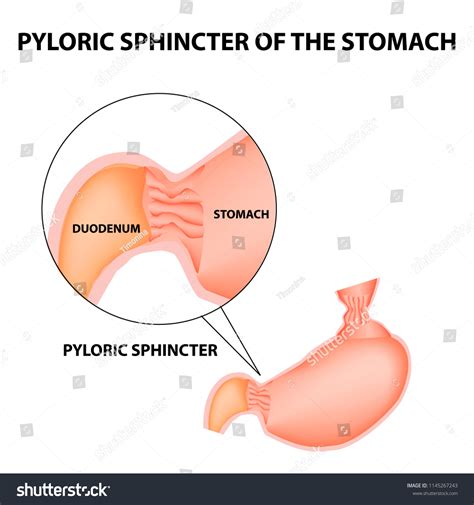 444 Pyloric Sphincter Images, Stock Photos & Vectors | Shutterstock