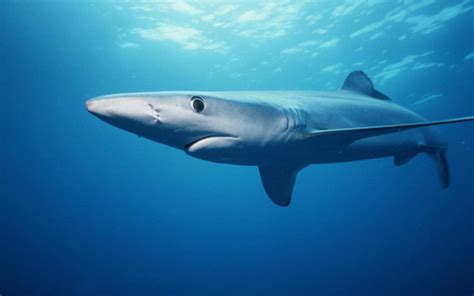 12 Shark Facts That May Surprise You | NOAA Fisheries