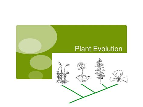 PPT - Plant Evolution PowerPoint Presentation, free download - ID:2113871