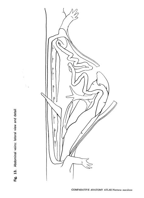 Comparative Anatomy Atlas: Necturus maculosus - Gans Collections and Charitable Fund