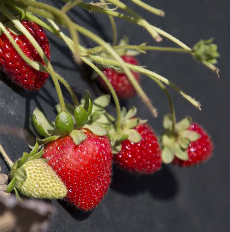 California Strawberry Commission Farm Tour