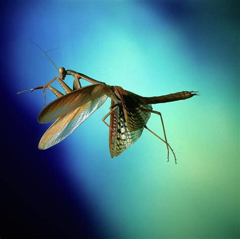 Praying Mantis In Flight Photograph by Dr. John Brackenbury/science ...