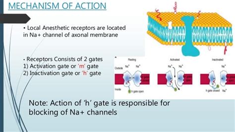 Local anesthesia Mechanism Of Action as well as types