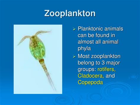 PPT - Zooplankton PowerPoint Presentation, free download - ID:353867