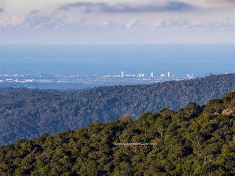 Southern Queensland Gold Coast Hinterland | NQ_Wildscapes