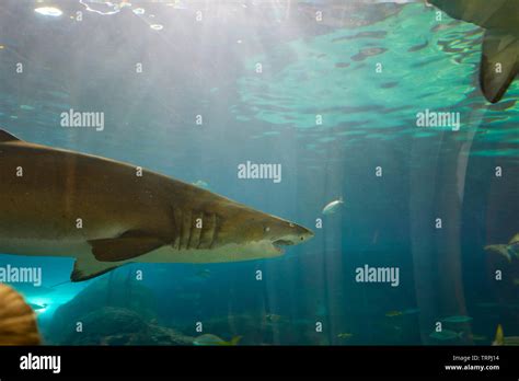 Sharks at Ripley's Aquarium, Toronto, Canada Stock Photo - Alamy