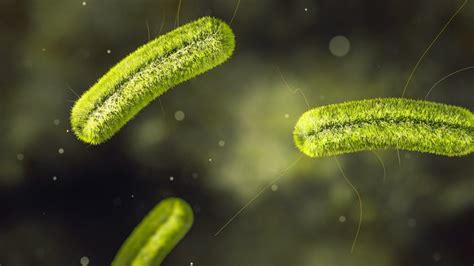 What Is Listeria? Causes, Symptoms, and Treatment of Listeriosis - GoodRx