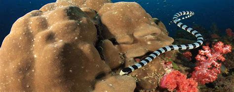 8 Things You Never Knew About Banded Sea Kraits - Murex Dive ...