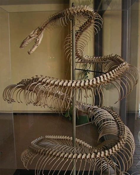 Titanoboa skeleton : r/Naturewasmetal