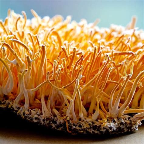 Cordyceps Militaris Culture | MyShrooms