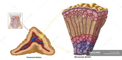 Medical illustration of adrenal gland anatomy on white background — medicine, endocrinology ...