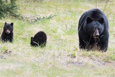 Guide to Montana Bears: Traits, Behavior, and Safety - Pocket Montana