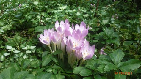 Fall blooming Crocus | Crocus, Bloom, Kitchen garden