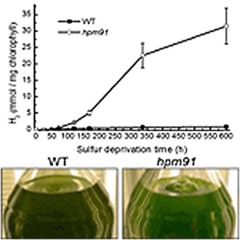 Loss of algal Proton Gradient Regulation 5 increases reactive oxygen species scavenging and H2 ...