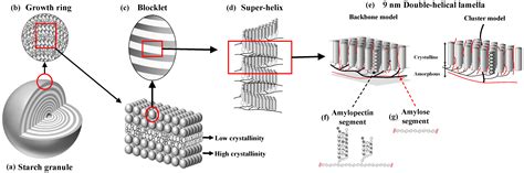 Molecules | Free Full-Text | Interfacial Catalysis during Amylolytic Degradation of Starch ...