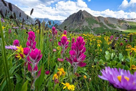 If it’s wildflowers and pure Colorado wilderness you’re after, look no further than Yankee Boy ...