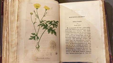 Exploring the UCSF Archives: Medicinal Botany - UCSF Library